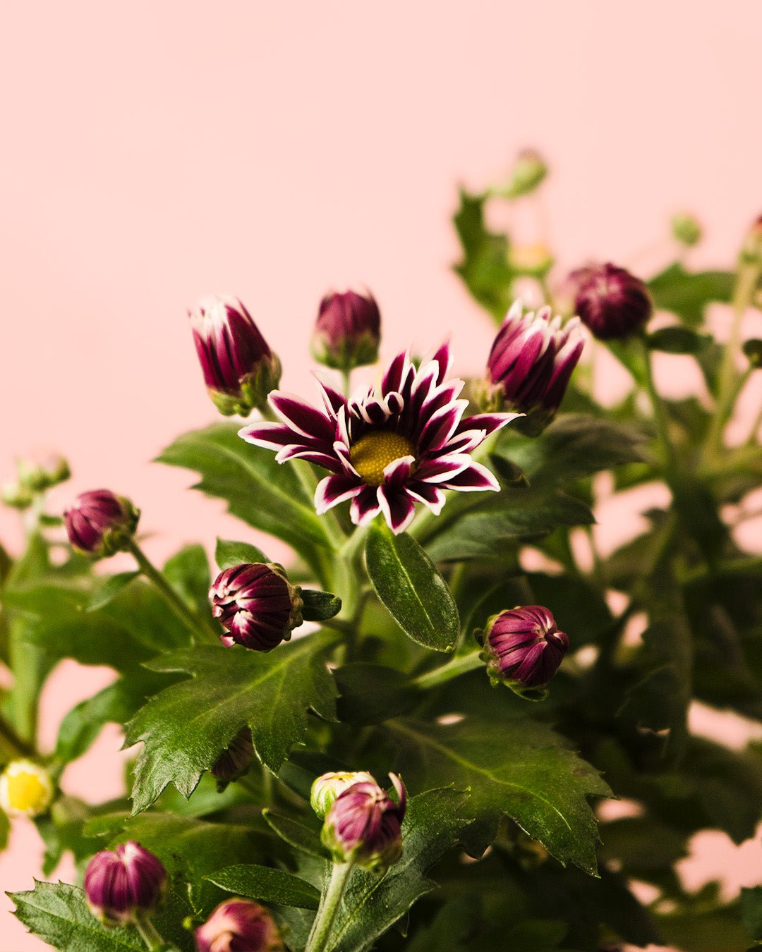 Crisantemo Morado M - Pur Plant