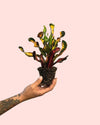 Croton Banana Mini - Pur Plant