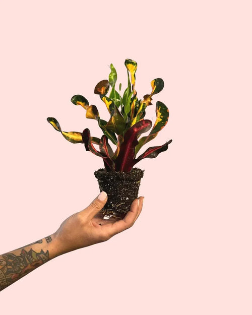 Croton Banana Mini - Pur Plant