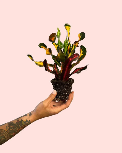 Croton Banana Mini