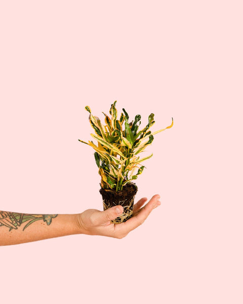 Croton Fideo Mini