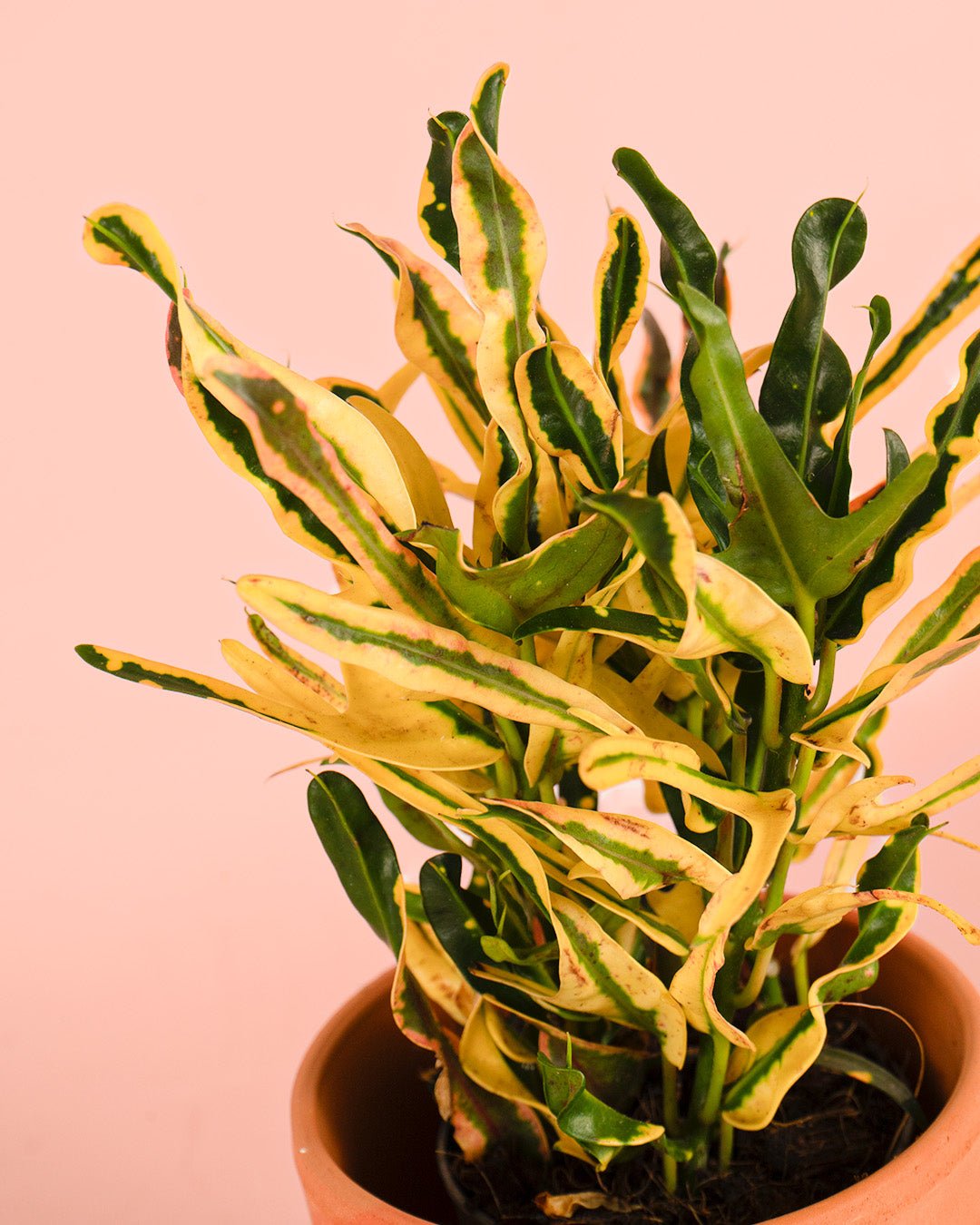Croton Fideo Mini - Pur Plant