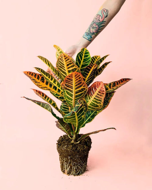 Croton Petra M - Pur Plant