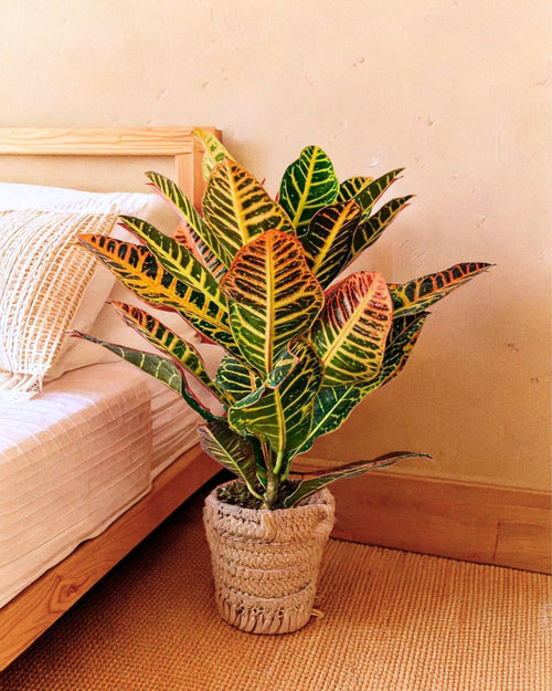 Croton Petra M - Pur Plant