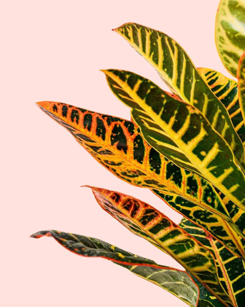 Croton Petra M - Pur Plant