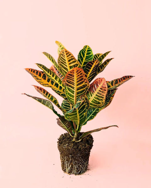 Croton Petra M