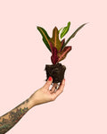 Croton Petra Mini