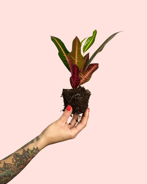 Croton Petra Mini
