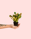 Croton Polvo de Oro Mini - Pur Plant