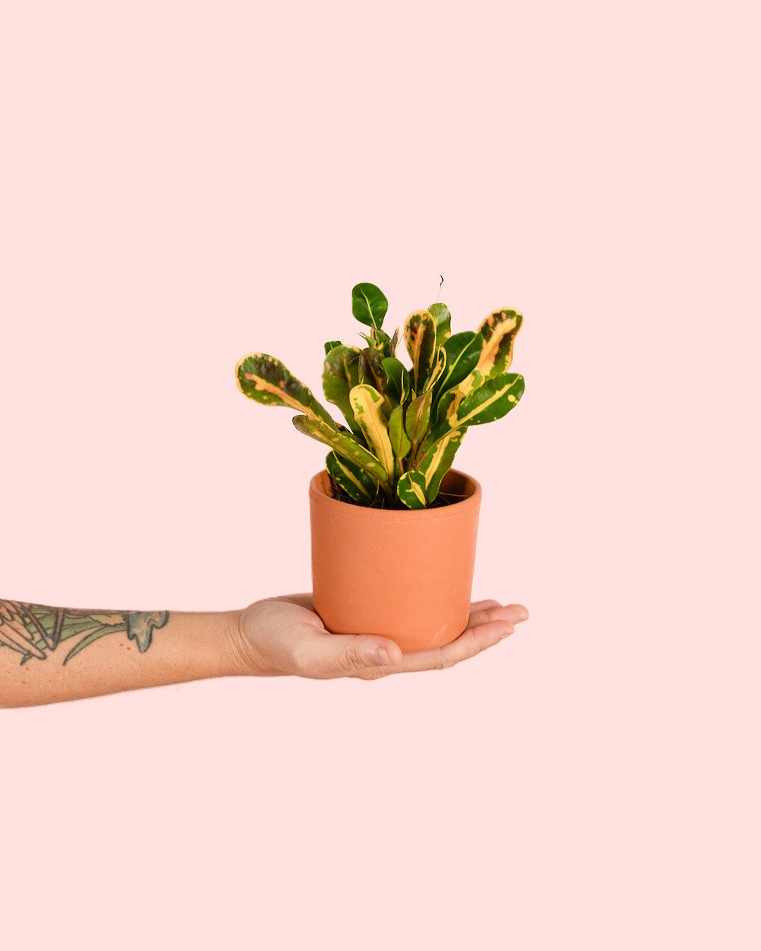 Croton Polvo de Oro Mini - Pur Plant