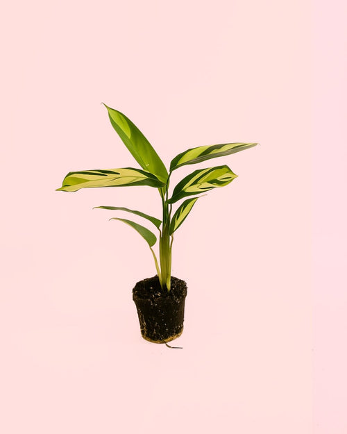 Ctenanthe Pilosa Golden Mosaic Mini - Pur Plant