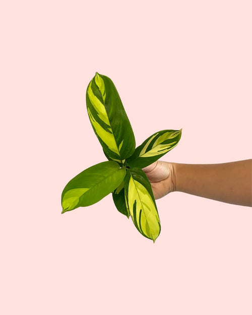 Ctenanthe Pilosa Golden Mosaic Mini - Pur Plant