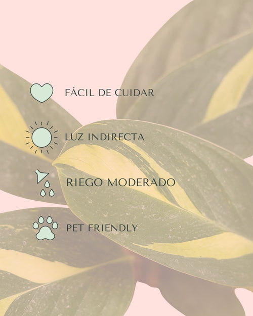 Ctenanthe Pilosa Golden Mosaic Mini - Pur Plant