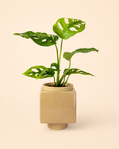 Cube – Mini Maceta Cerámica Beige 9 cm - Pur Plant