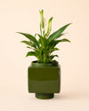Cube – Mini Maceta Cerámica Verde 9 cm - Pur Plant