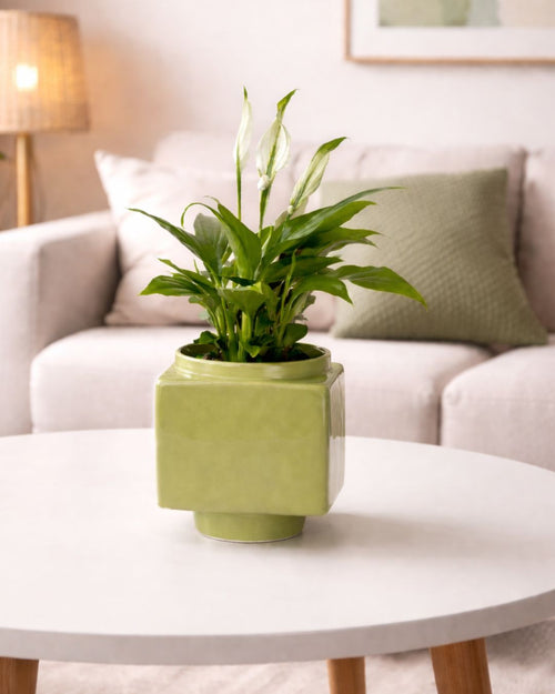 Cube – Mini Maceta Cerámica Verde Claro 9 cm - Pur Plant