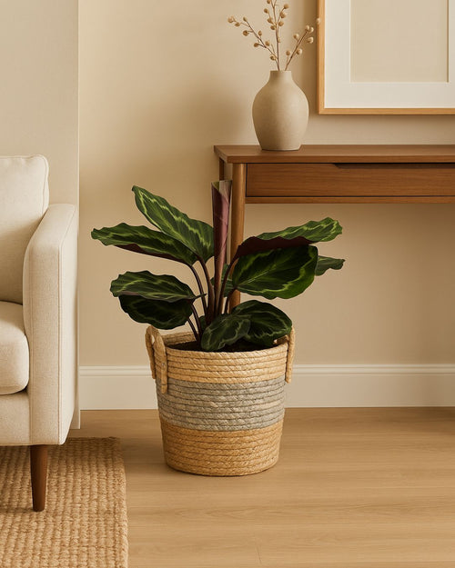 Cubremacetas Yute Con Asas L – 19 cm - Pur Plant