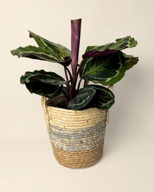 Cubremacetas Yute Con Asas L – 19 cm - Pur Plant
