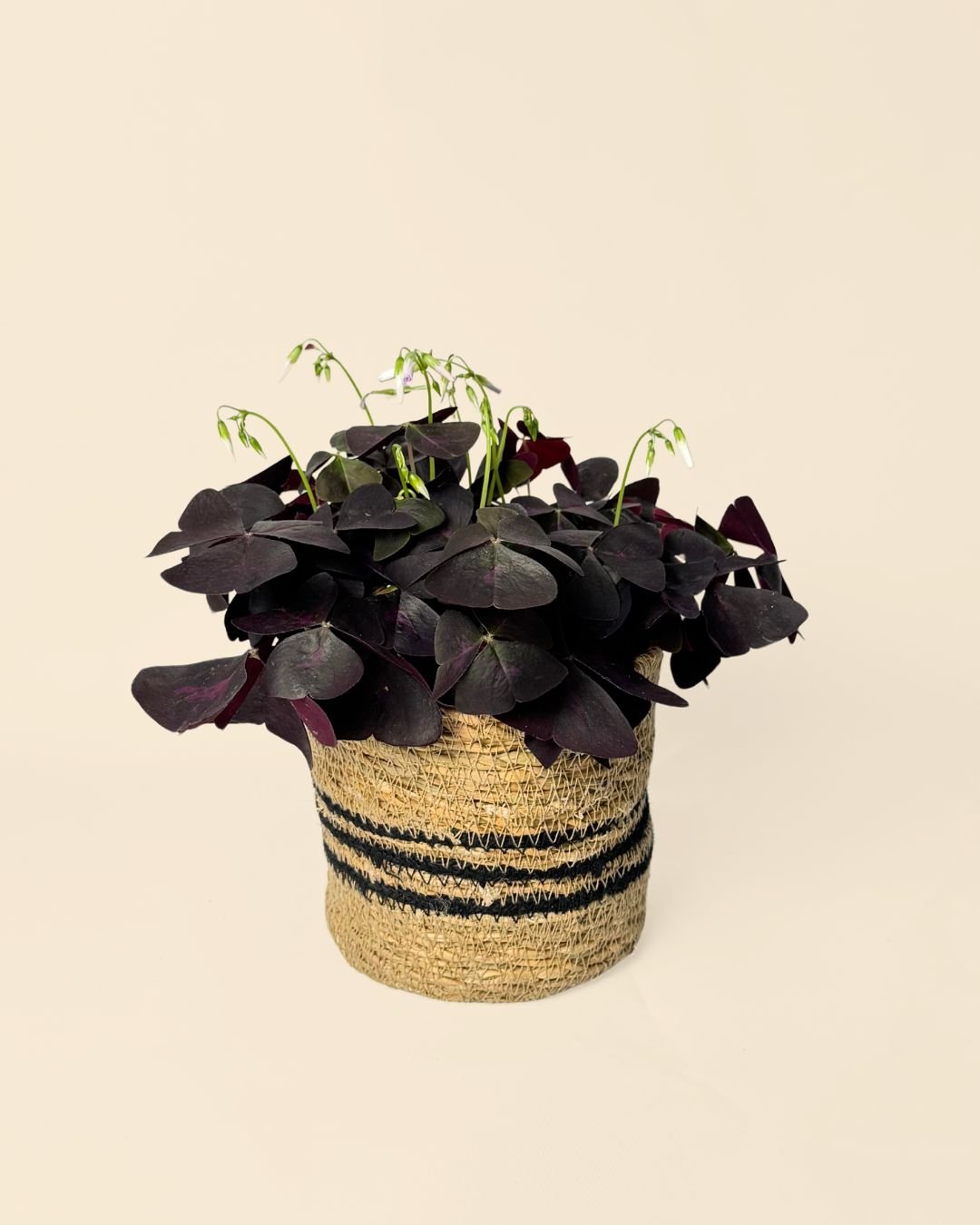 Cubremacetas Yute Negro M – 12 cm - Pur Plant
