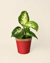 Cubremacetas Yute Rojo 10 cm - Pur Plant