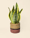 Cubremacetas Yute Rosa M – 12 cm - Pur Plant