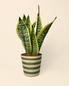 Cubremacetas Yute Verde 10 cm - Pur Plant