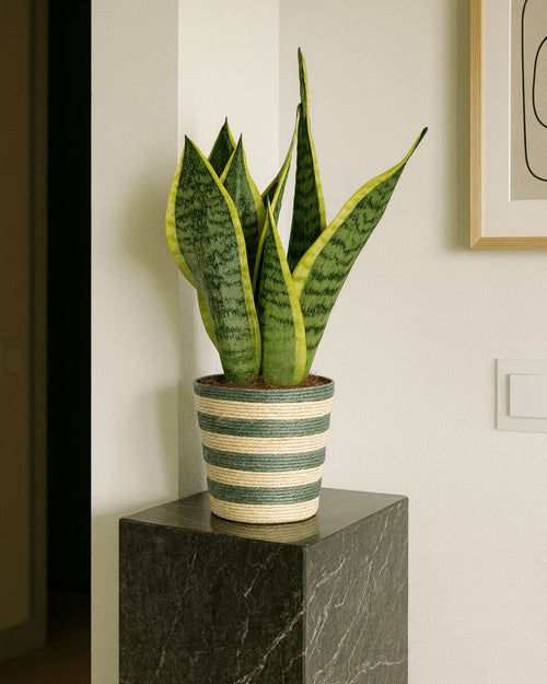 Cubremacetas Yute Verde 10 cm - Pur Plant