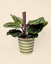 Cubremacetas Yute Verde 12 cm - Pur Plant