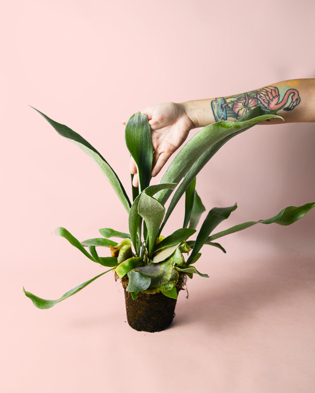 cuernodeciervo-planta