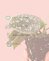 cuidados- Philodendron scindapsus mini