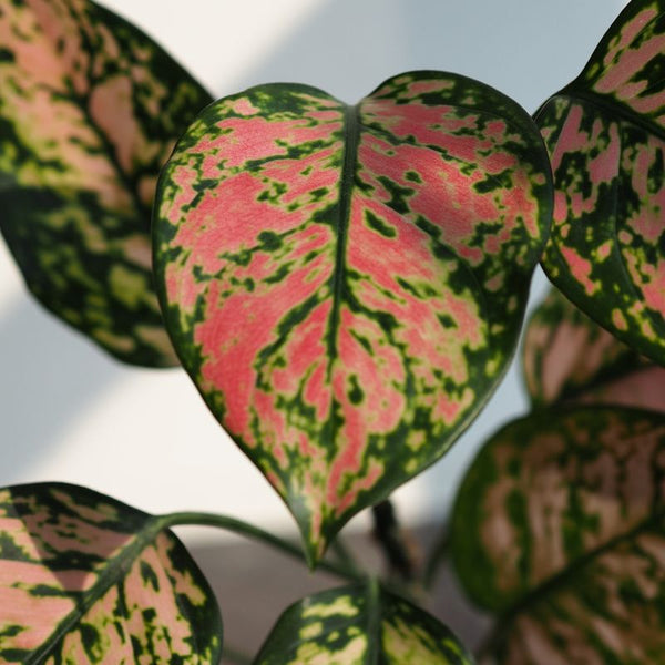 Cómo Cuidar Aglaonema