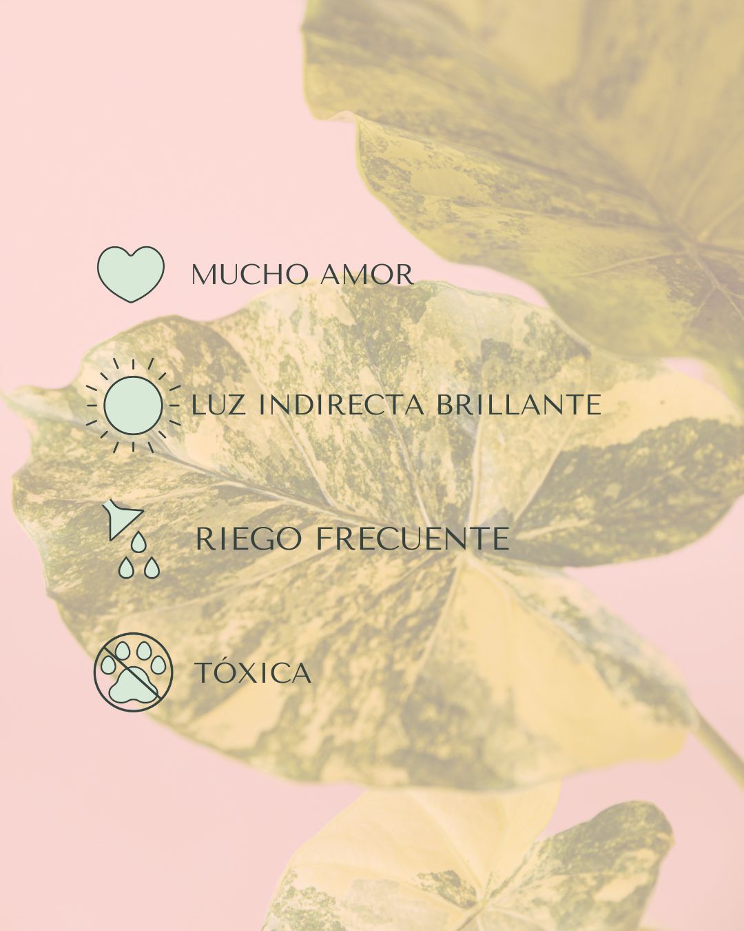 cuidados alocasia gageana variegata