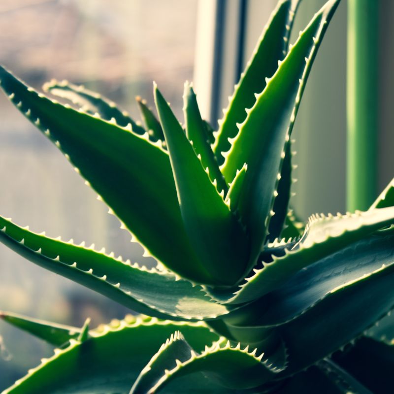 Cómo Cuidar Aloe Vera