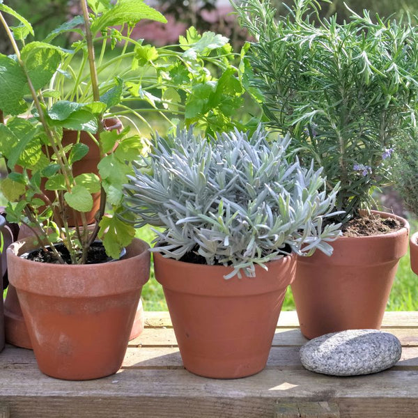 Cómo Cuidar Plantas Aromáticas