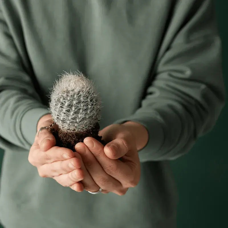 Cómo Cuidar de Cactus