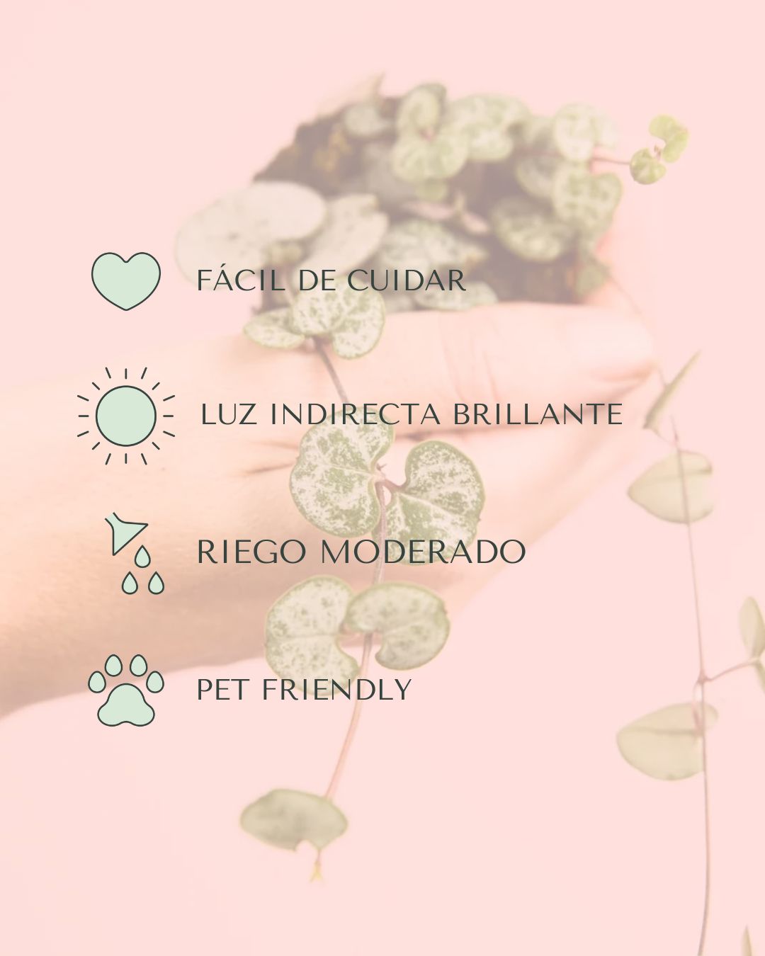 cuidados-ceropegia-wodii