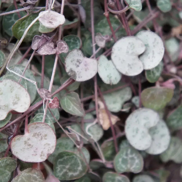 Cómo Cuidar Ceropegia Woodii