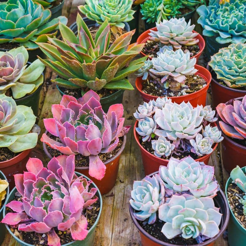cuidados-crassula