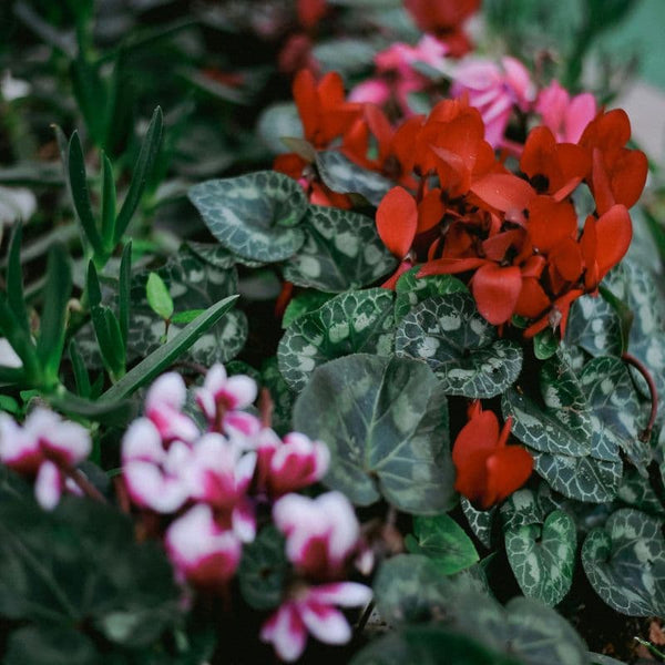 Cómo Cuidar Plantas Ciclamen