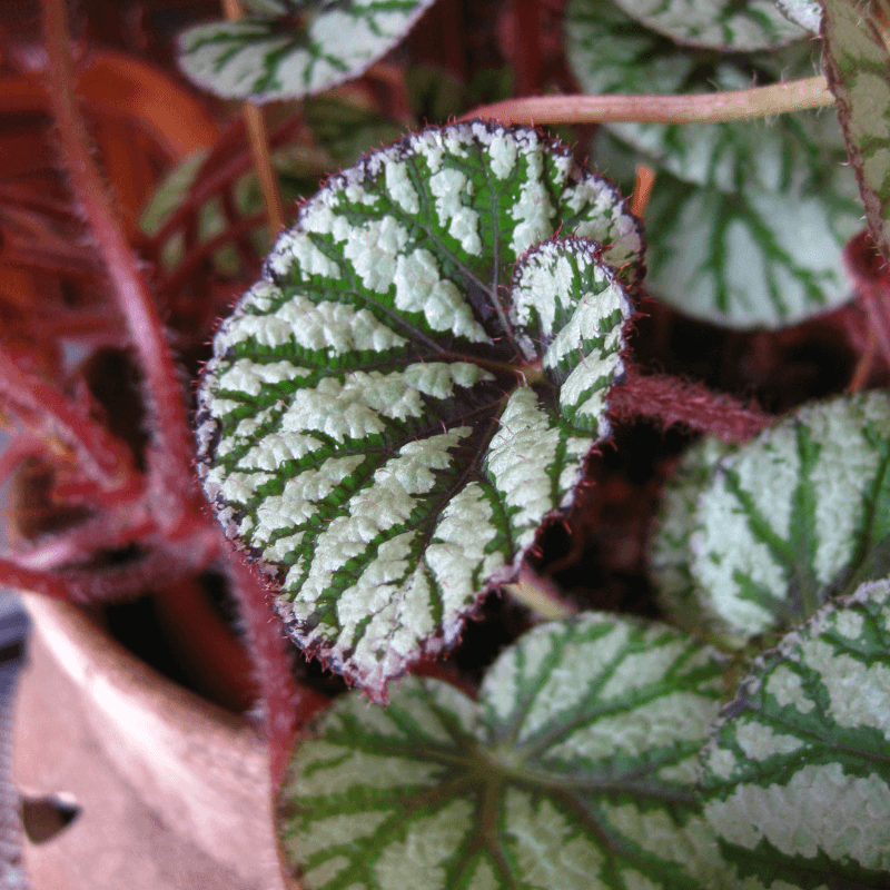 Cómo Cuidar Begonia
