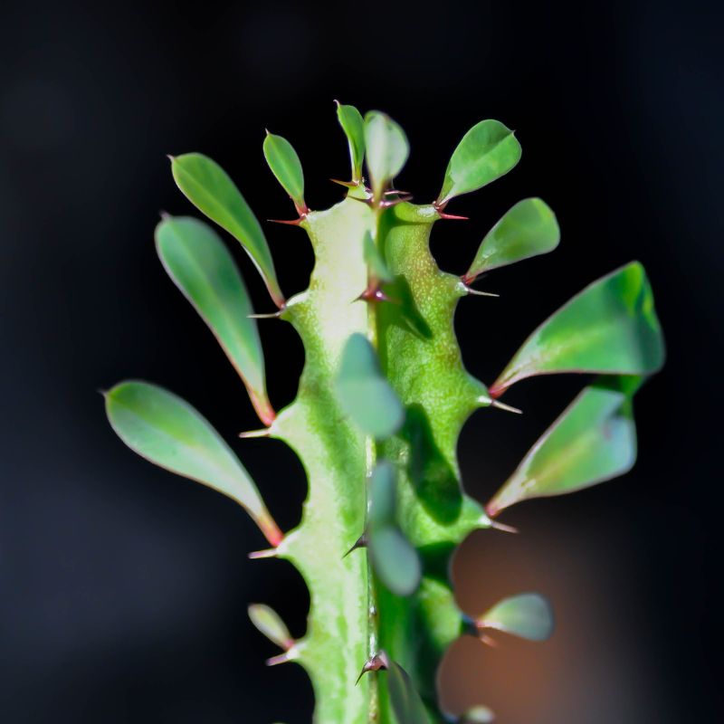 Cómo Cuidar Euphorbia