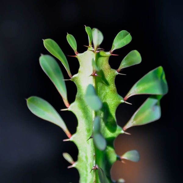 Cómo Cuidar Euphorbia