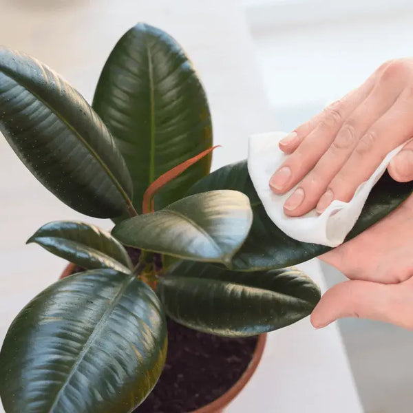 Cómo Cuidar Ficus