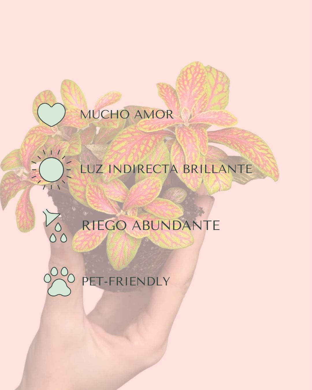 cuidados-fittonia fusion