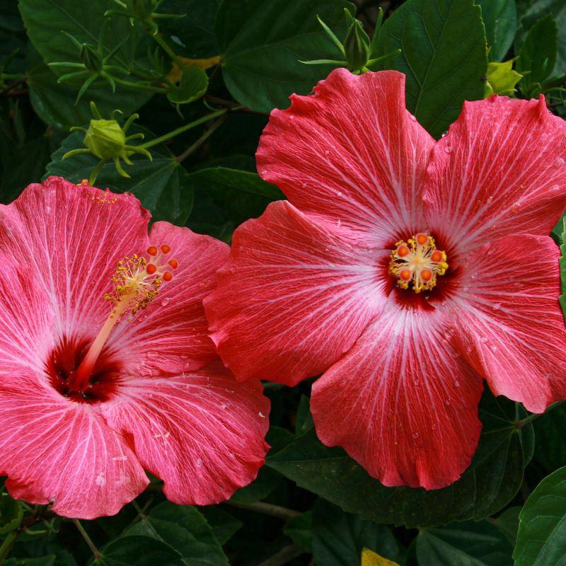 Cómo Cuidar Hibiscus