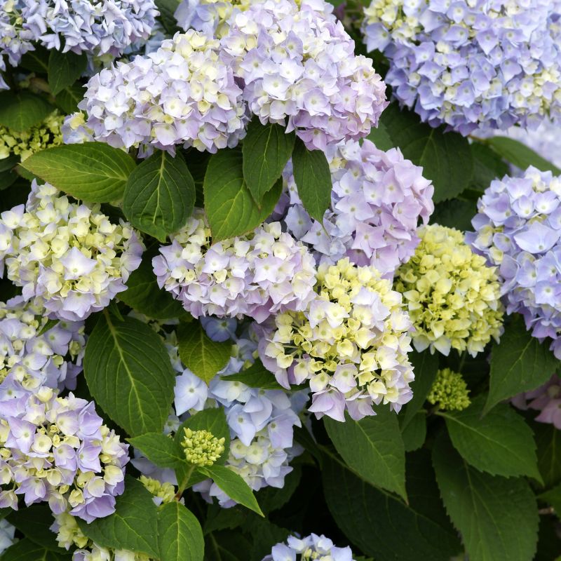 Cómo Cuidar Hortensias