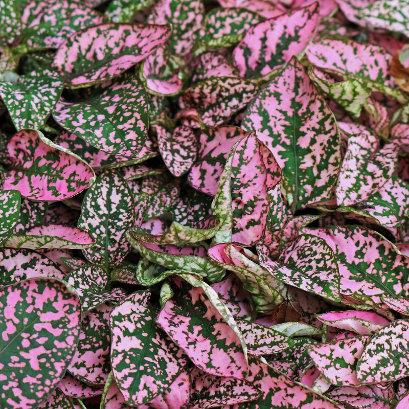 Cómo Cuidar Hypoestes