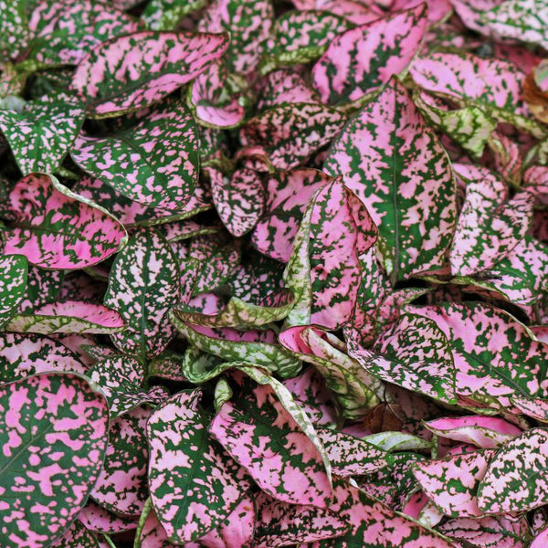 Cómo Cuidar Hypoestes