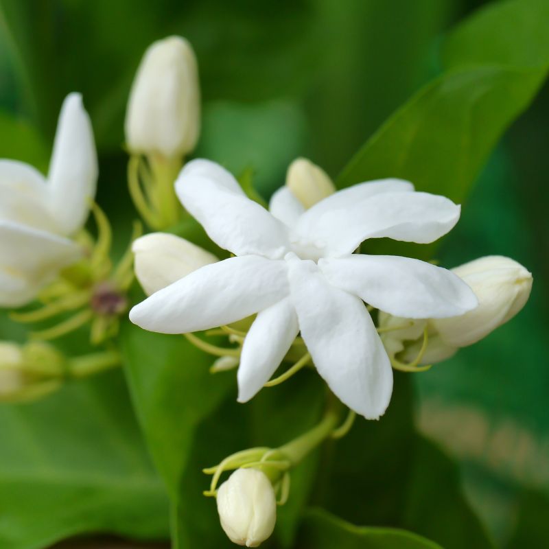 Cómo Cuidar Jazmín