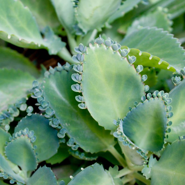 Cómo Cuidar Kalanchoe